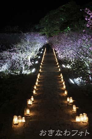 今帰仁グスク桜まつり