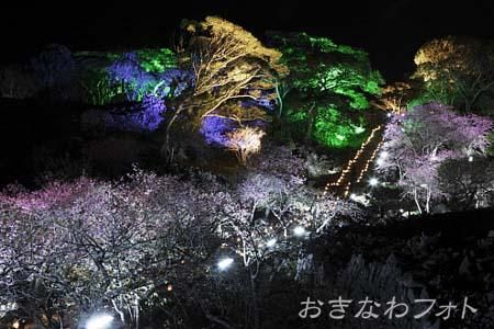 今帰仁グスク桜まつり