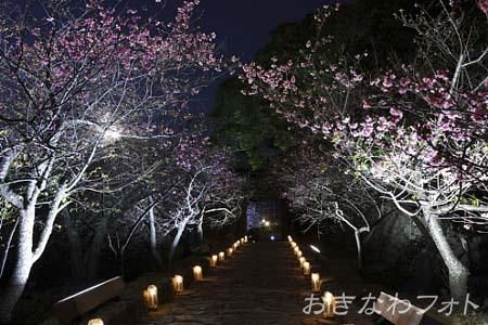 今帰仁グスク桜まつり