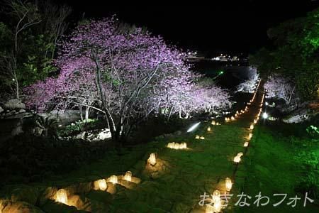 今帰仁グスク桜まつり