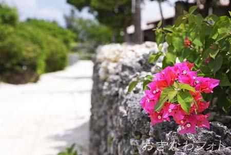 ブーゲンビリア