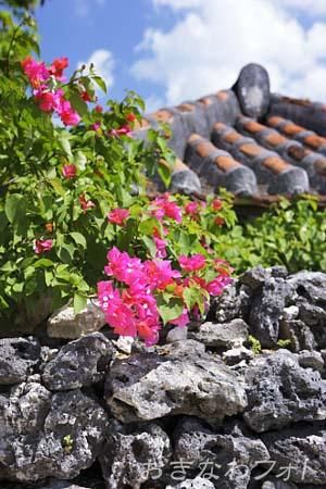 ブーゲンビリア