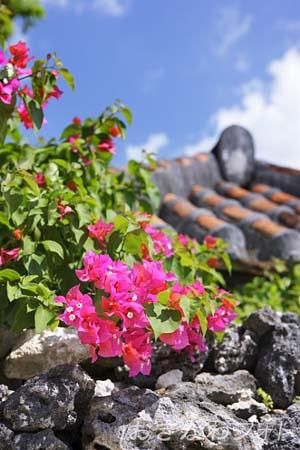 ブーゲンビリア