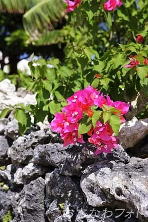 ブーゲンビリア