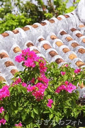 ブーゲンビリア