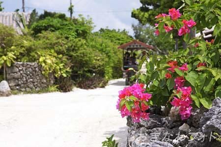 ブーゲンビリア