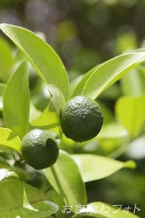 シークヮーサー