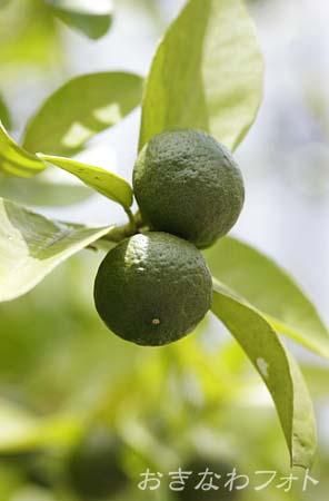 シークヮーサー