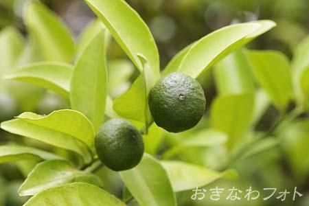 シークヮーサー