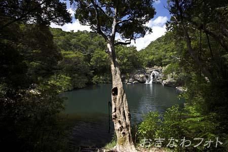 タナガーグムイ植物群