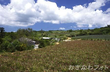 パイナップル畑