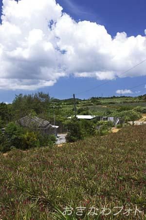 パイナップル畑