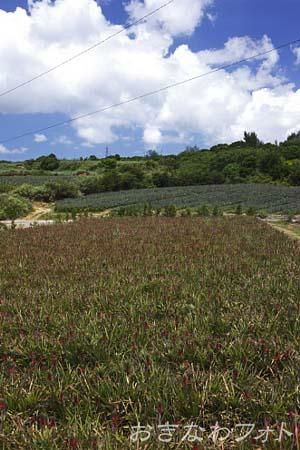 パイナップル畑