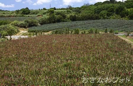 パイナップル畑