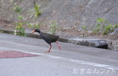 やんばるくいな