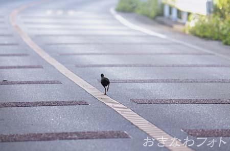 やんばるくいな