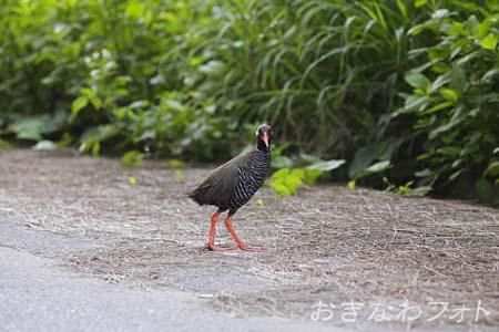 やんばるくいな