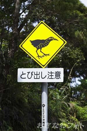 やんばるくいな