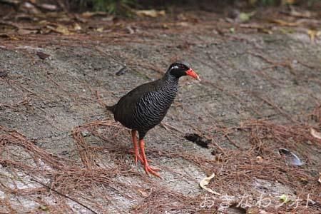 やんばるくいな