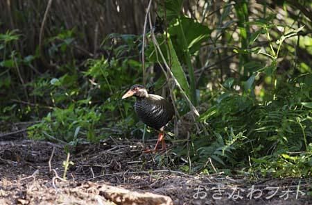 やんばるくいな
