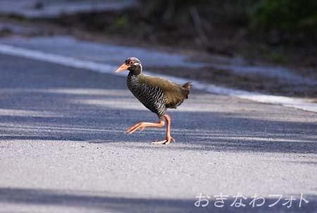やんばるくいな