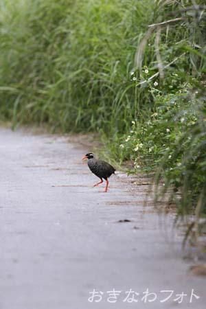 やんばるくいな