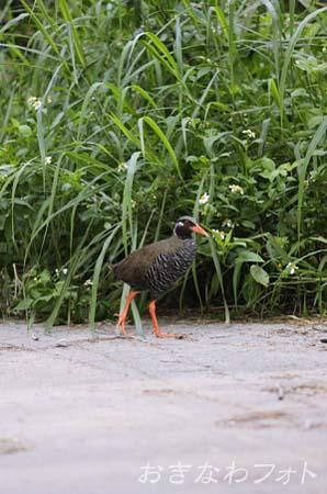 やんばるくいな