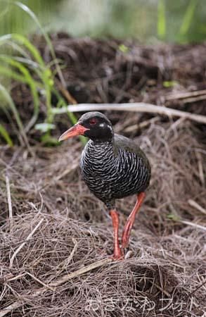 やんばるくいな