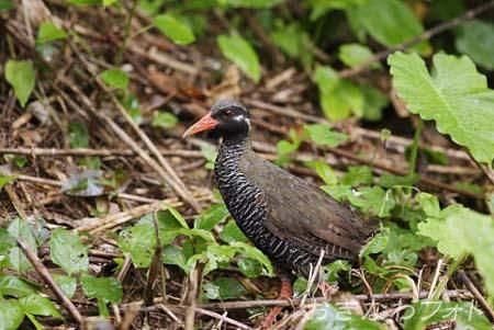 やんばるくいな