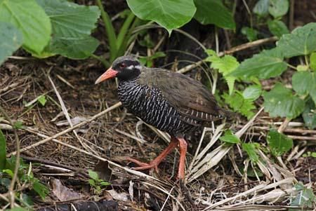 やんばるくいな