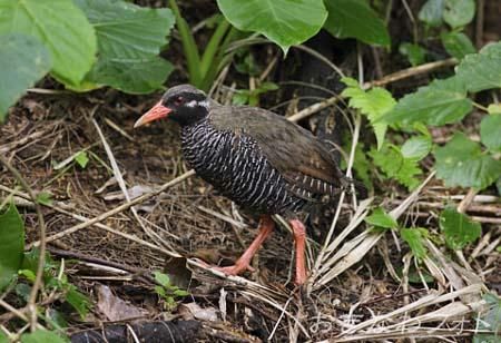 やんばるくいな