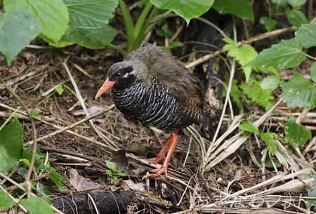 やんばるくいな