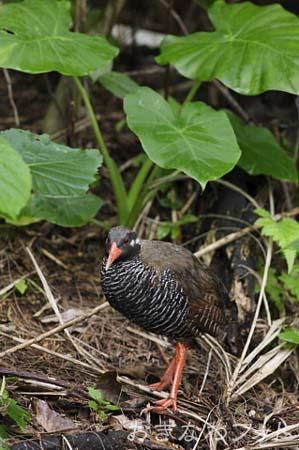 やんばるくいな