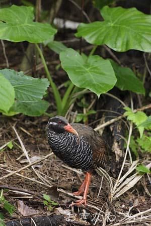 やんばるくいな