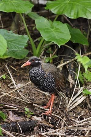 やんばるくいな