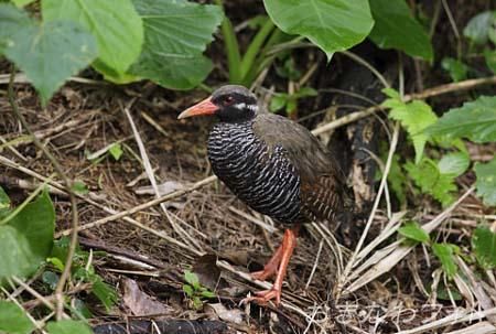 やんばるくいな