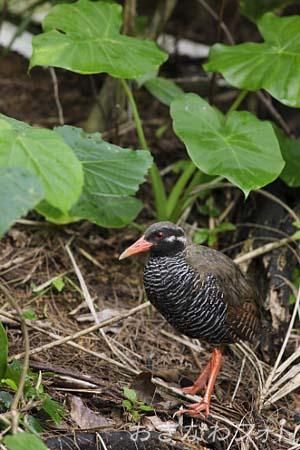 やんばるくいな