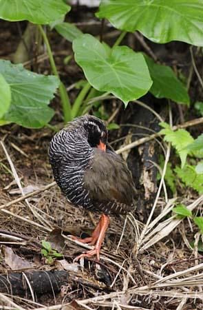やんばるくいな