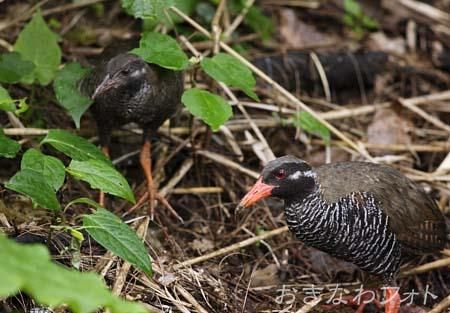 やんばるくいな