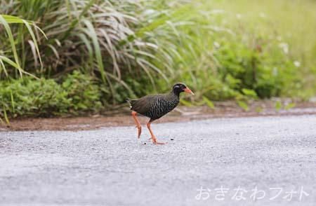 やんばるくいな