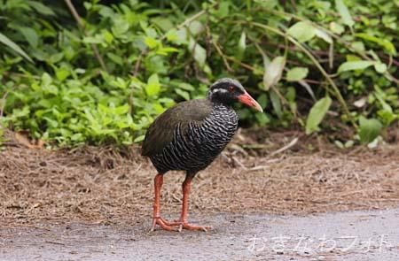 やんばるくいな