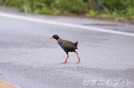 やんばるくいな