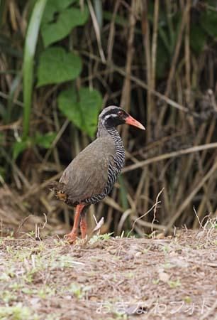 やんばるくいな