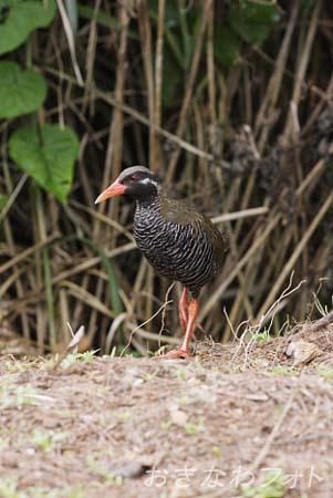 やんばるくいな