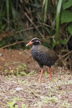 やんばるくいな