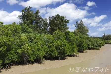 島尻のマングローブ