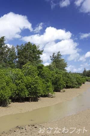 島尻のマングローブ