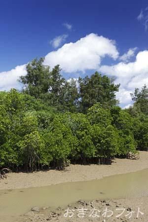 島尻のマングローブ
