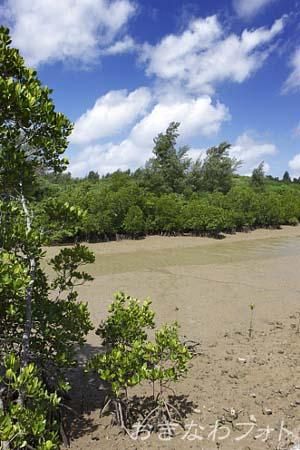 島尻のマングローブ