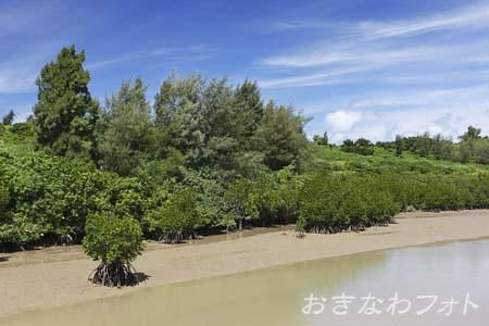 島尻のマングローブ